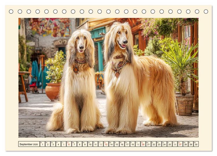 Produktbild: Afghanischer Windhund. Eleganter Sichtj&auml;ger und sensibler Couch-Potatoe (Tischkalender 2026 DIN A5 quer), CALVENDO Monatskalender