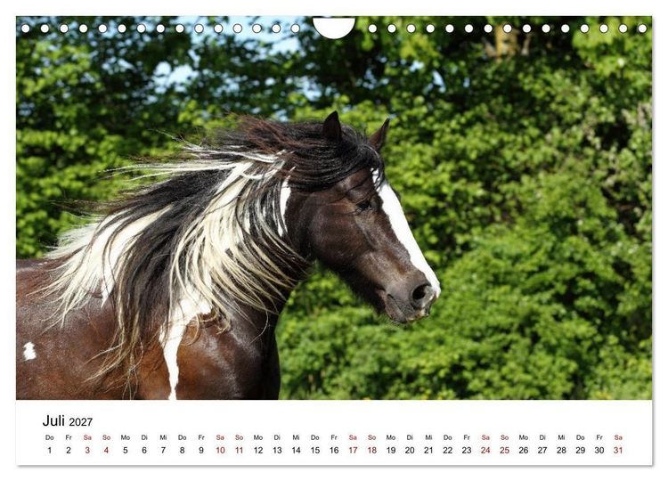 Produktbild: Pferde - im Galopp durch's Jahr 2027 (Wandkalender 2027 DIN A4 quer), CALVENDO Monatskalender