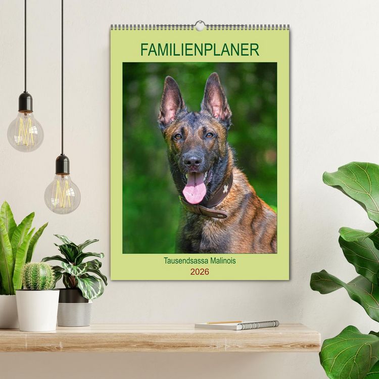 Produktbild: Familienplaner Tausendsassa Malinois (Wandkalender 2026 DIN A2 hoch), CALVENDO Monatskalender