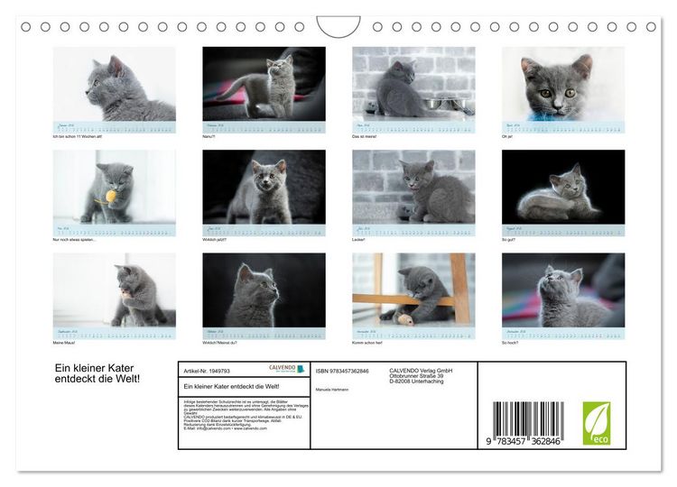 Produktbild: Ein kleiner Kater entdeckt die Welt! (Wandkalender 2026 DIN A4 quer), CALVENDO Monatskalender