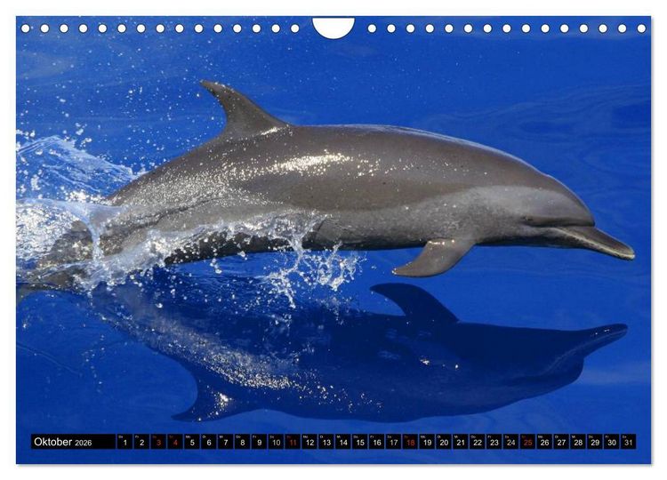 Produktbild: Delfine und Wale (Wandkalender 2026 DIN A4 quer), CALVENDO Monatskalender