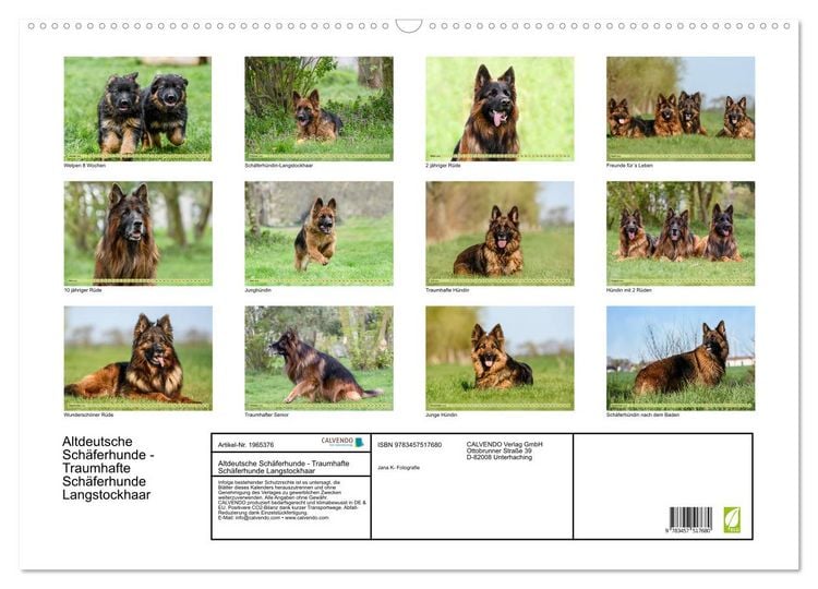 Produktbild: Altdeutsche Sch&auml;ferhunde - Traumhafte Sch&auml;ferhunde Langstockhaar (Wandkalender 2026 DIN A2 quer), CALVENDO Monatskalender