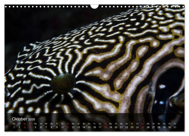 Produktbild: Unterwasser Strukuren (Wandkalender 2026 DIN A3 quer), CALVENDO Monatskalender