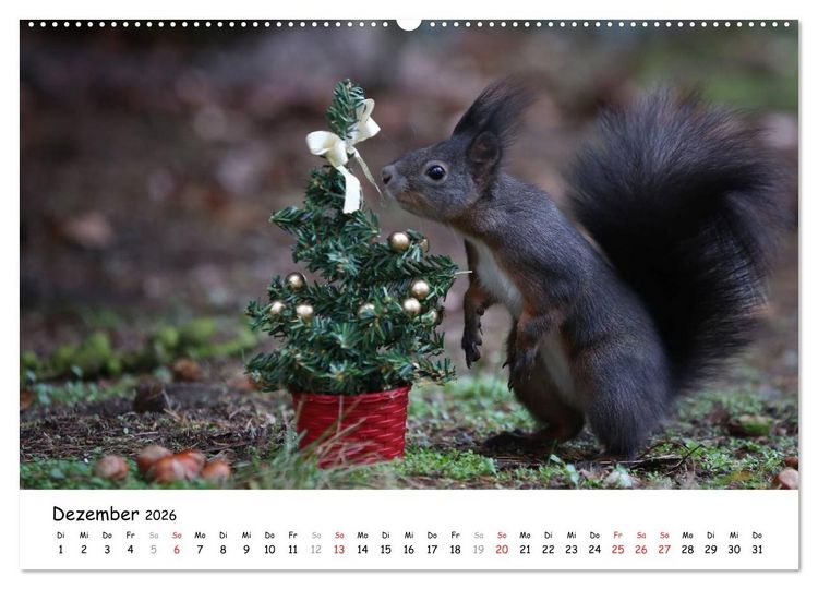Produktbild: Unsere Eichh&ouml;rnchen in Bayern (Wandkalender 2026 DIN A2 quer), CALVENDO Monatskalender