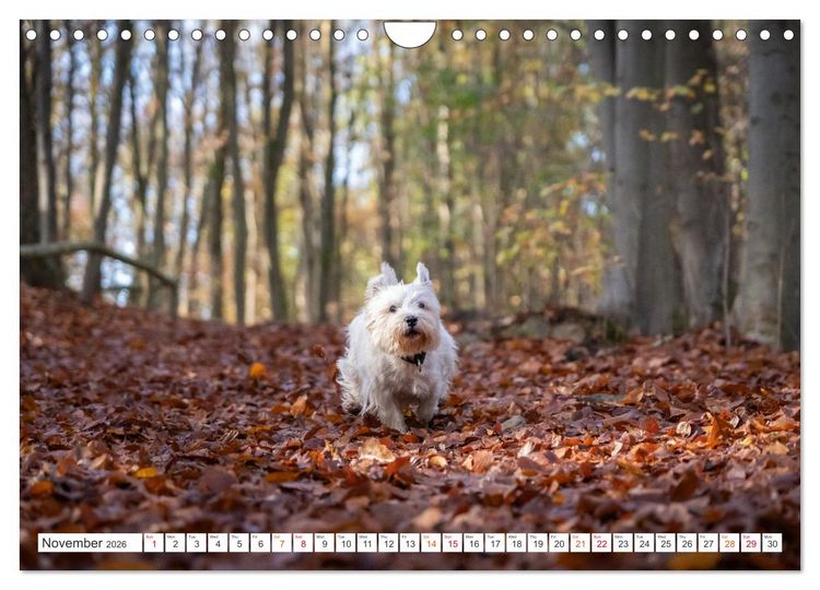 Produktbild: West Highland White Terrier - Your charming companion (Wall Calendar 2026 DIN A4 landscape), CALVENDO 12 Month Wall Calendar