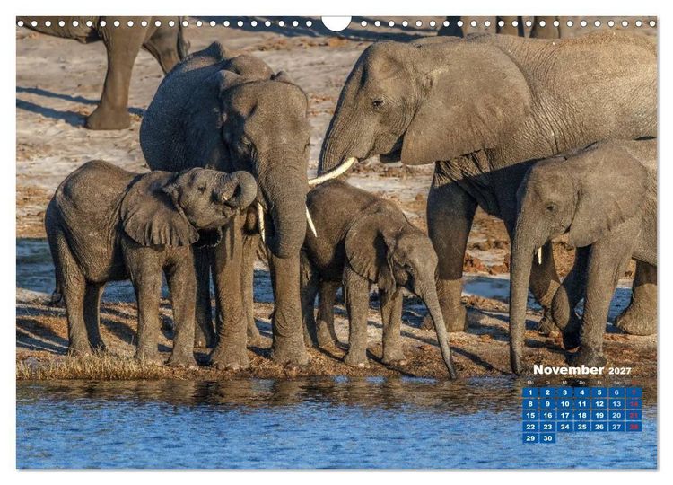 Produktbild: Afrikas Tierwelt: Elefantenbabys (Wandkalender 2027 DIN A3 quer), CALVENDO Monatskalender