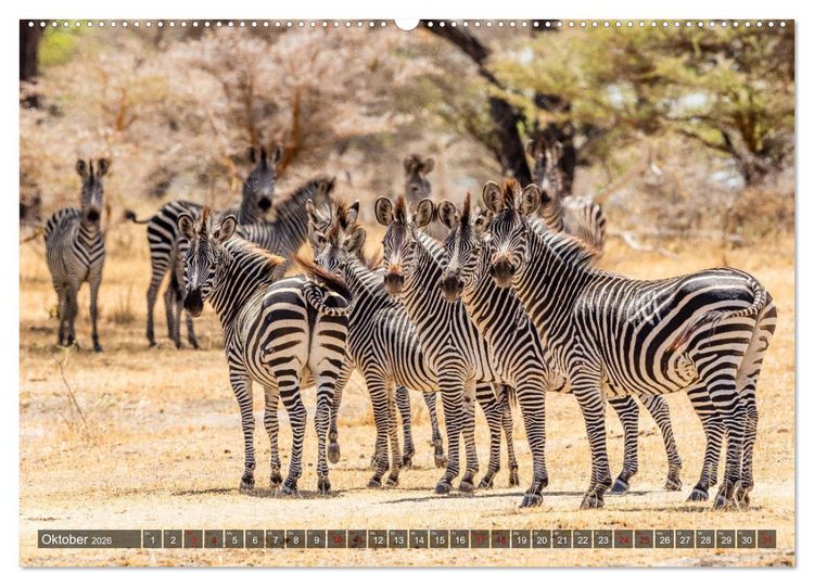 Produktbild: Safari in Tansania (Wandkalender 2026 DIN A2 quer), CALVENDO Monatskalender