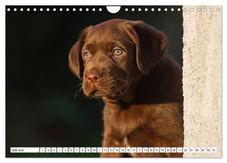 Produktbild: Freund auf 4 Pfoten - Labrador Retriever (Wandkalender 2026 DIN A4 quer), CALVENDO Monatskalender
