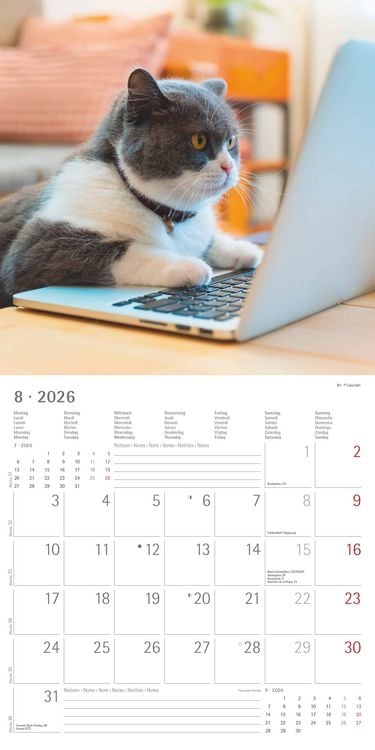 Produktbild: Funny Cats 2026 - Broschürenkalender 30x30 cm (30x60 geöffnet) - Kalender mit Platz für Notizen - Katzen - Bildkalender - Wandplaner - Katzenkalender