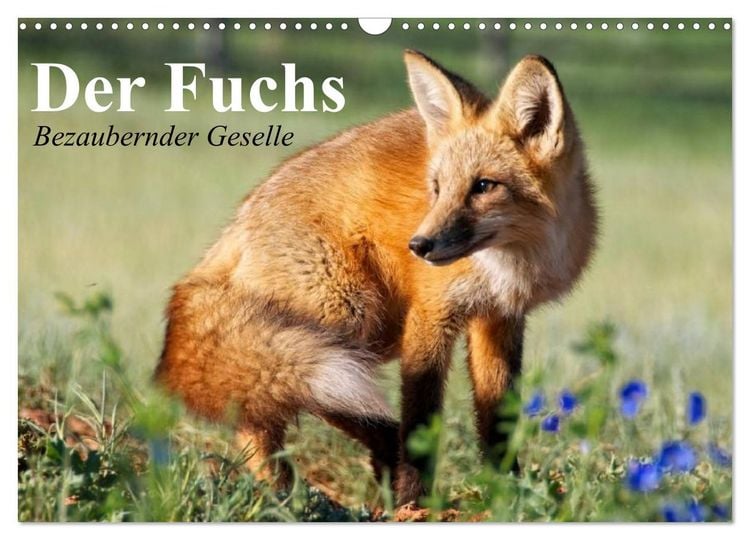 Produktbild: Der Fuchs. Bezaubernder Geselle (Wandkalender 2026 DIN A3 quer), CALVENDO Monatskalender