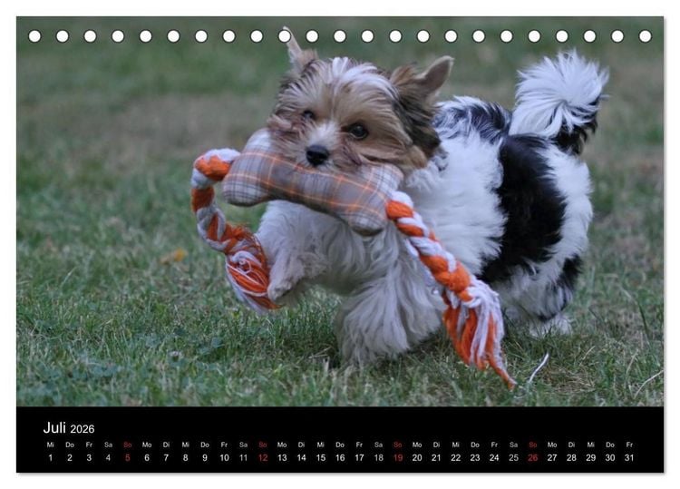 Produktbild: Mit dem Yorki durch das Jahr 2026 (Tischkalender 2026 DIN A5 quer), CALVENDO Monatskalender