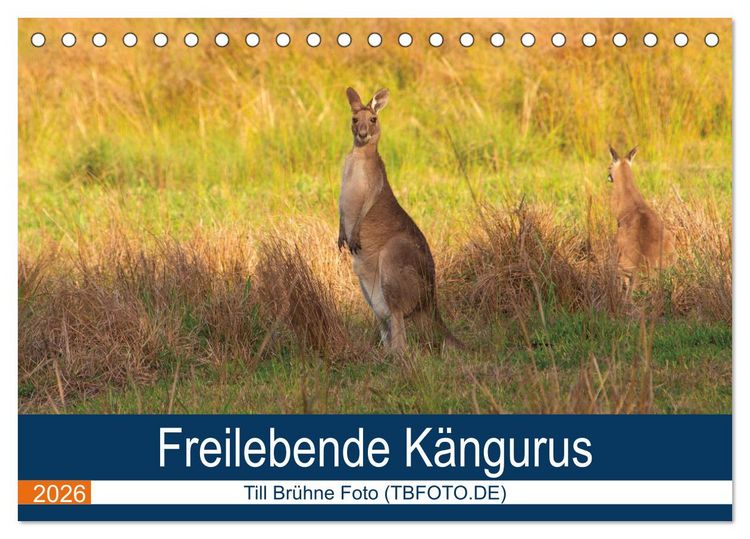 Produktbild: Freilebende K&auml;ngurus (Tischkalender 2026 DIN A5 quer), CALVENDO Monatskalender