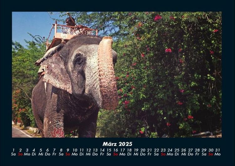 Produktbild: Der Elefantenkalender 2025 Fotokalender DIN A4