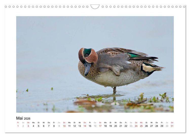 Produktbild: Geschnatter - Enten und G&auml;nse in Deutschland (Wandkalender 2026 DIN A3 quer), CALVENDO Monatskalender