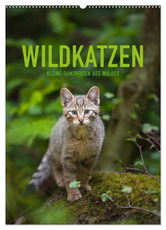 Produktbild: Wildkatzen - Kleine Samtpfoten des Waldes (Wandkalender 2026 DIN A2 hoch), CALVENDO Monatskalender