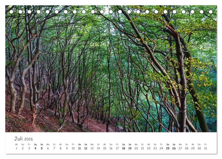 Produktbild: Wald - bezaubernde W&auml;lder (Tischkalender 2026 DIN A5 quer), CALVENDO Monatskalender