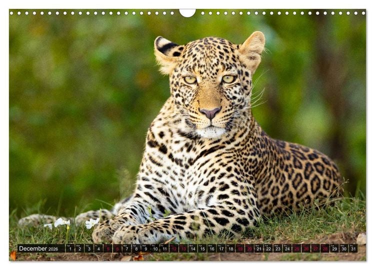 Produktbild: Leopards in the wild (Wall Calendar 2026 DIN A3 landscape), CALVENDO 12 Month Wall Calendar