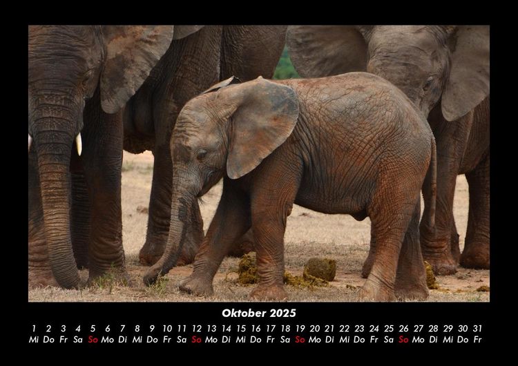 Produktbild: Der Tierkalender 2025 Fotokalender DIN A3