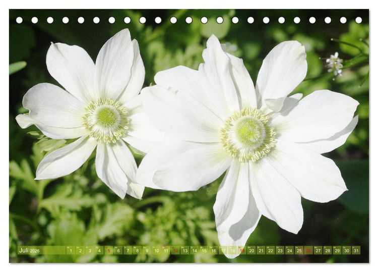 Produktbild: Wei&szlig;e Fr&uuml;hlingsbl&uuml;ten (Tischkalender 2026 DIN A5 quer), CALVENDO Monatskalender