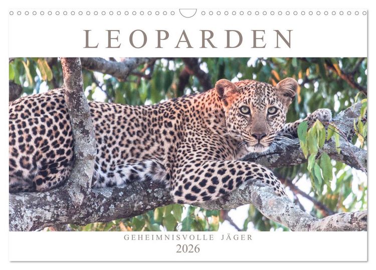 Produktbild: Leoparden - Geheimnisvolle J&auml;ger (Wandkalender 2026 DIN A3 quer), CALVENDO Monatskalender