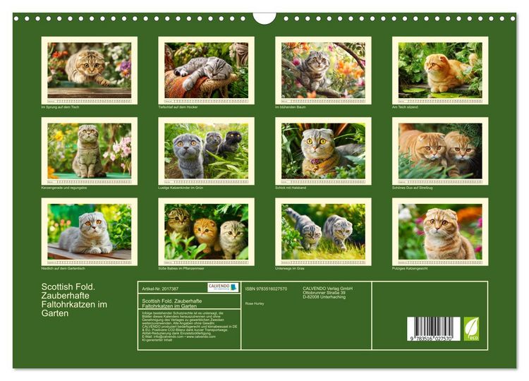 Produktbild: Scottish Fold. Zauberhafte Faltohrkatzen im Garten (Wandkalender 2026 DIN A3 quer), CALVENDO Monatskalender