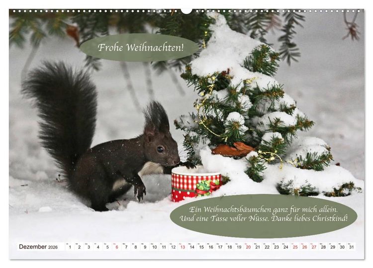 Produktbild: Eichh&ouml;rnchen - Lustige Kurzgeschichten mit den quirligen Wildtieren (Wandkalender 2026 DIN A2 quer), CALVENDO Monatskalender