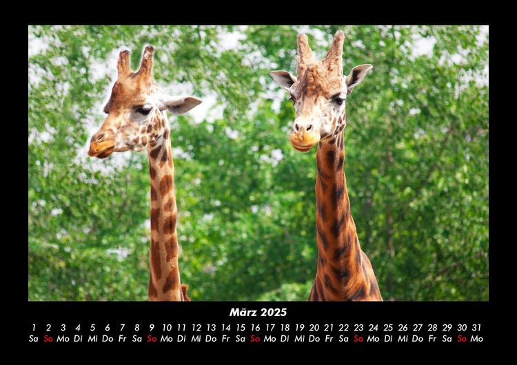 Produktbild: Giraffen 2025 Fotokalender DIN A3
