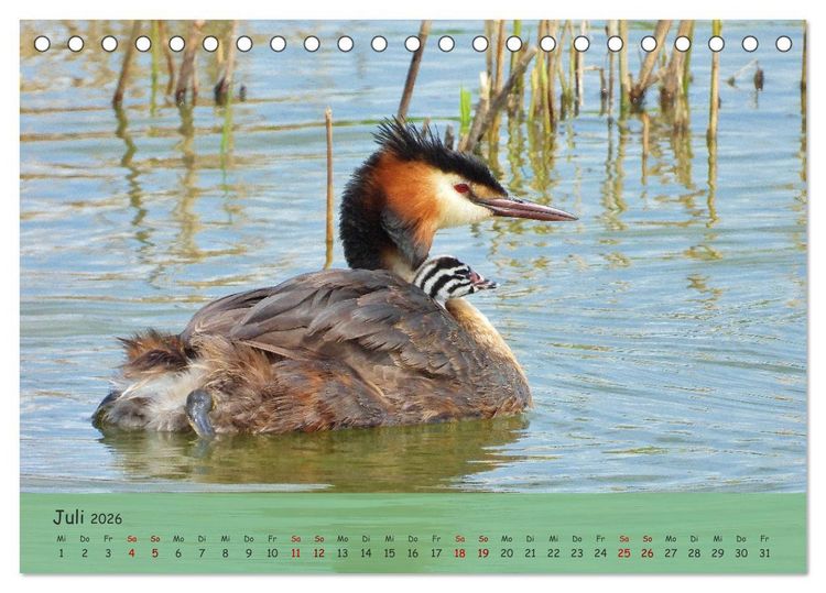 Produktbild: Wilder Nordosten - Aug in Aug mit Tieren der Ostseeregion (Tischkalender 2026 DIN A5 quer), CALVENDO Monatskalender