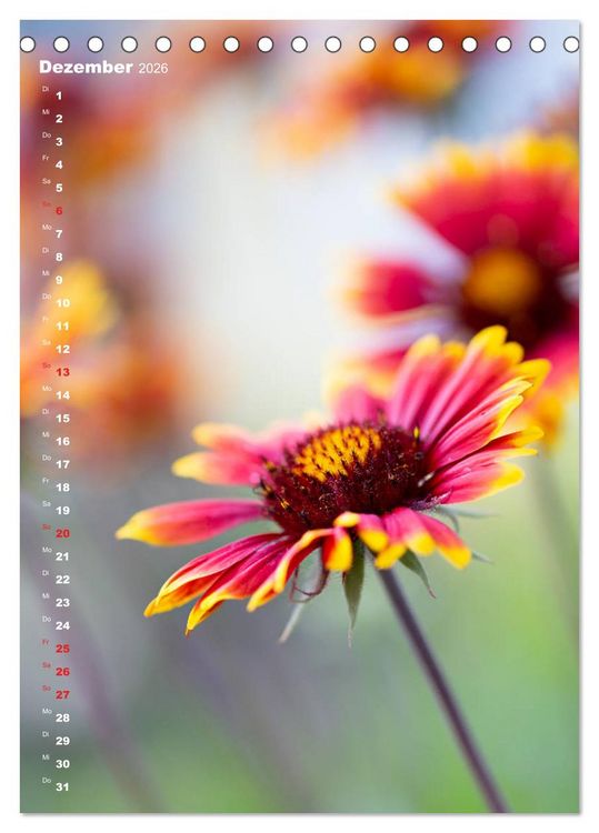 Produktbild: Colors of Nature (Tischkalender 2026 DIN A5 hoch), CALVENDO Monatskalender