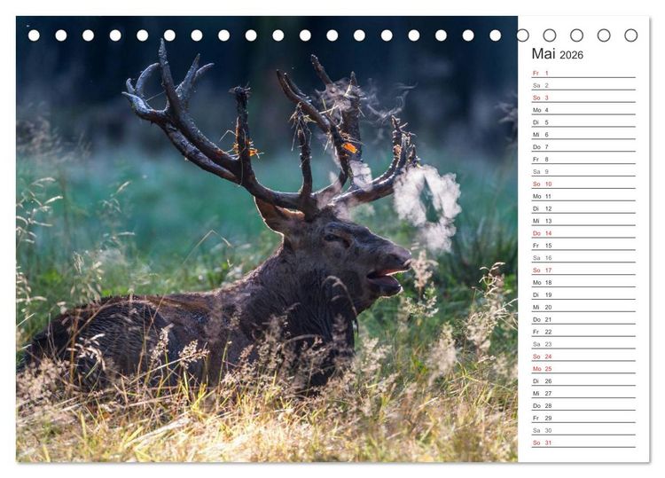 Produktbild: Emotionale Momente: Hirschbrunft. Part II. (Tischkalender 2026 DIN A5 quer), CALVENDO Monatskalender