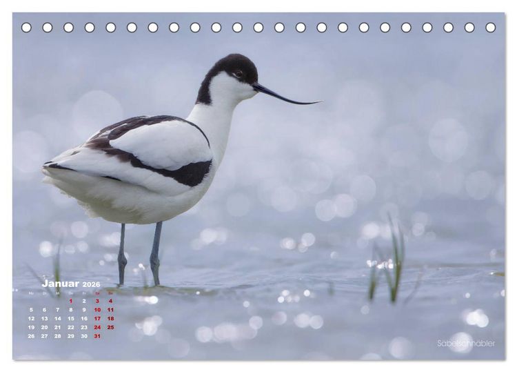 Produktbild: Wattv&ouml;gel an der Friesischen IJsselmeerk&uuml;ste (Tischkalender 2026 DIN A5 quer), CALVENDO Monatskalender