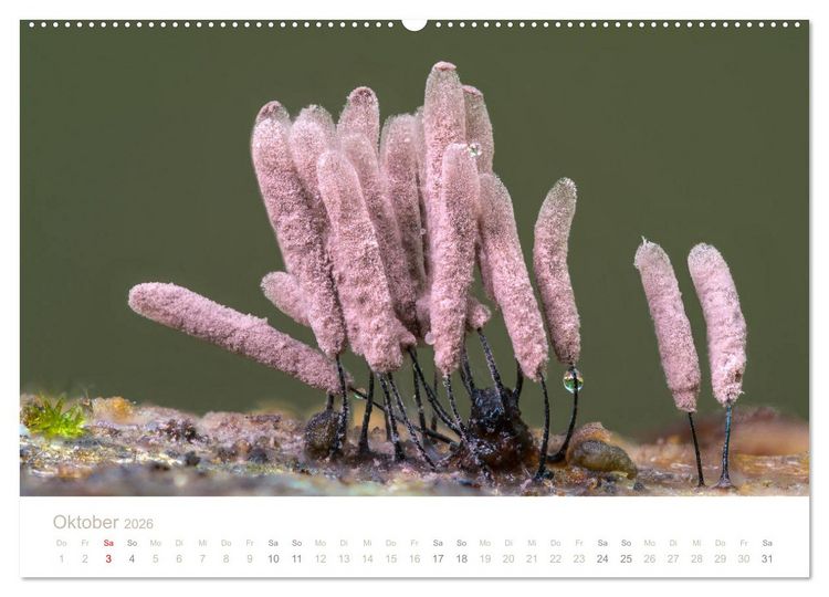Produktbild: FASZINATION PILZE 2026 (Wandkalender 2026 DIN A2 quer), CALVENDO Monatskalender