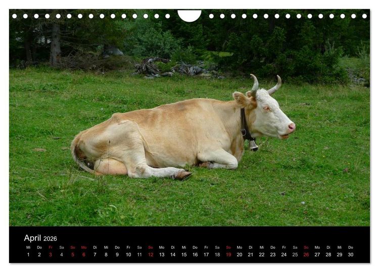 Produktbild: Die Welt der K&uuml;he (Wandkalender 2026 DIN A4 quer), CALVENDO Monatskalender