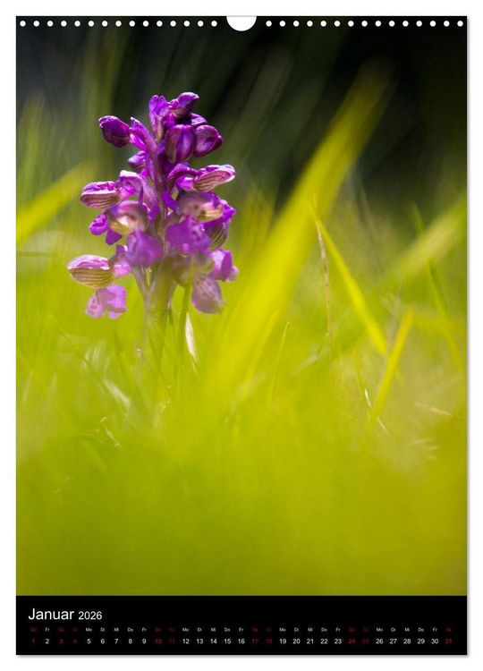 Produktbild: Im richtigen Licht: Wilde Orchideen in S&uuml;dbayern (Wandkalender 2026 DIN A3 hoch), CALVENDO Monatskalender