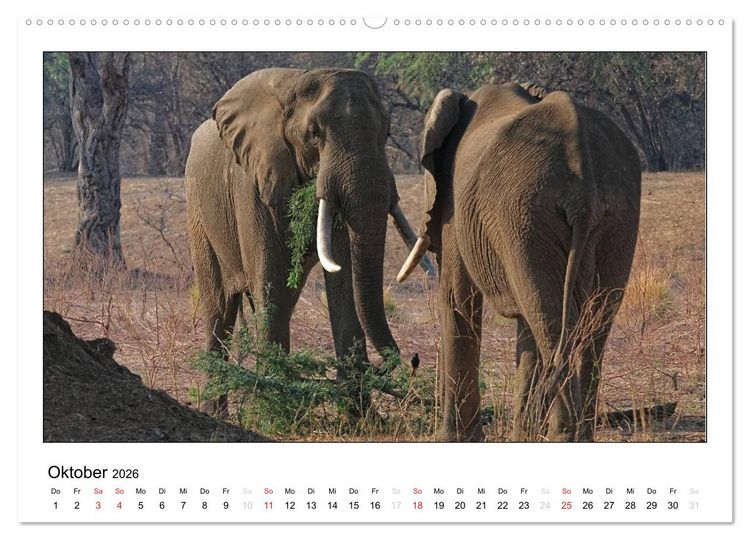 Produktbild: Afrikanische Elefanten (Wandkalender 2026 DIN A2 quer), CALVENDO Monatskalender