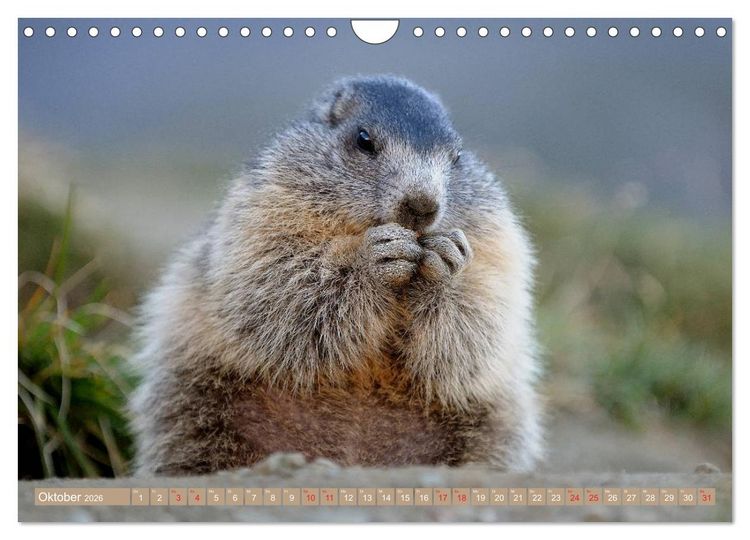 Produktbild: Alpenmurmeltiere in freier Wildbahn (Wandkalender 2026 DIN A4 quer), CALVENDO Monatskalender