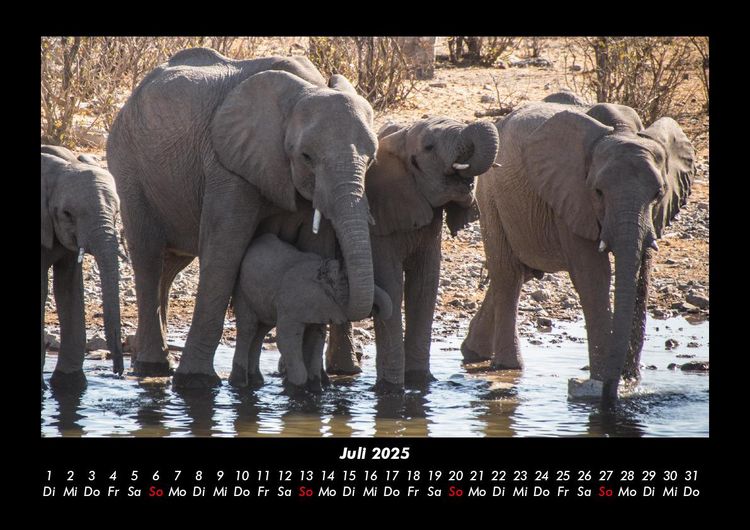 Produktbild: Der Elefantenkalender 2025 Fotokalender DIN A3
