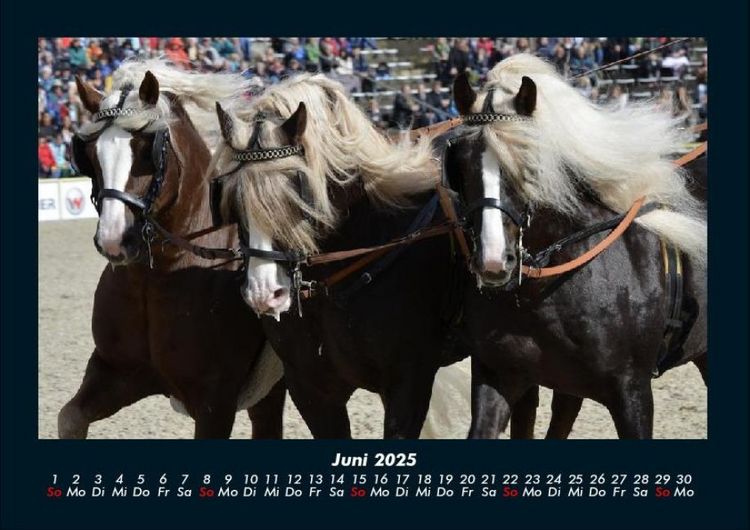 Produktbild: Pferde Kalender 2025 Fotokalender DIN A4