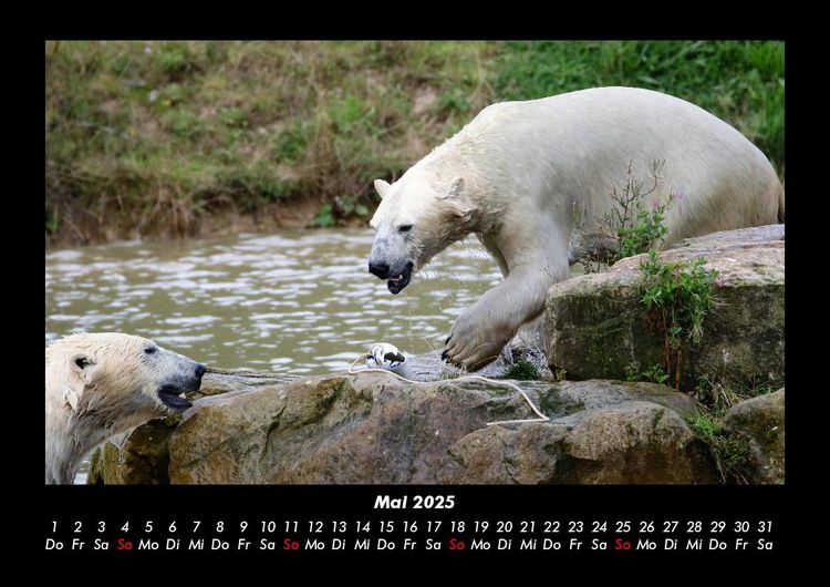 Produktbild: Welt der Tiere 2025 Fotokalender DIN A3