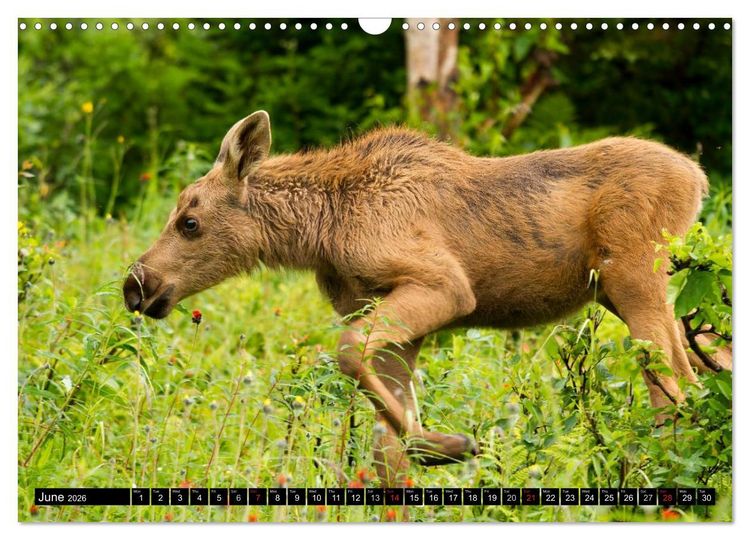 Produktbild: MOOSE Of The Northern Woods (Wall Calendar 2026 DIN A3 landscape), CALVENDO 12 Month Wall Calendar