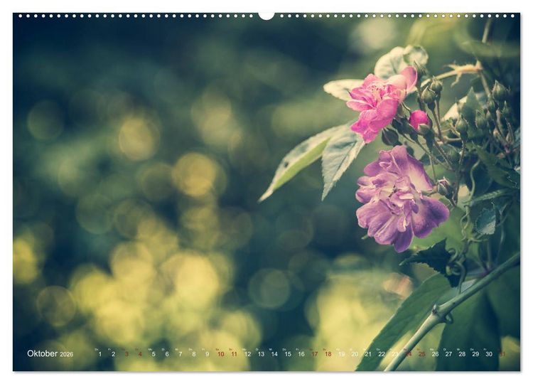 Produktbild: Die Welt der Alten Rosen (Wandkalender 2026 DIN A2 quer), CALVENDO Monatskalender