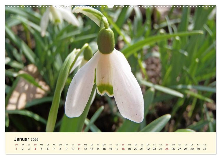 Produktbild: Kraftquelle Gr&uuml;n (hochwertiger Premium Wandkalender 2026 DIN A2 quer), Kunstdruck in Hochglanz