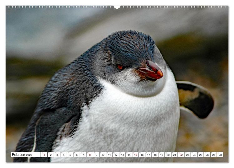 Produktbild: Tierische Fracktr&auml;ger (Wandkalender 2026 DIN A2 quer), CALVENDO Monatskalender