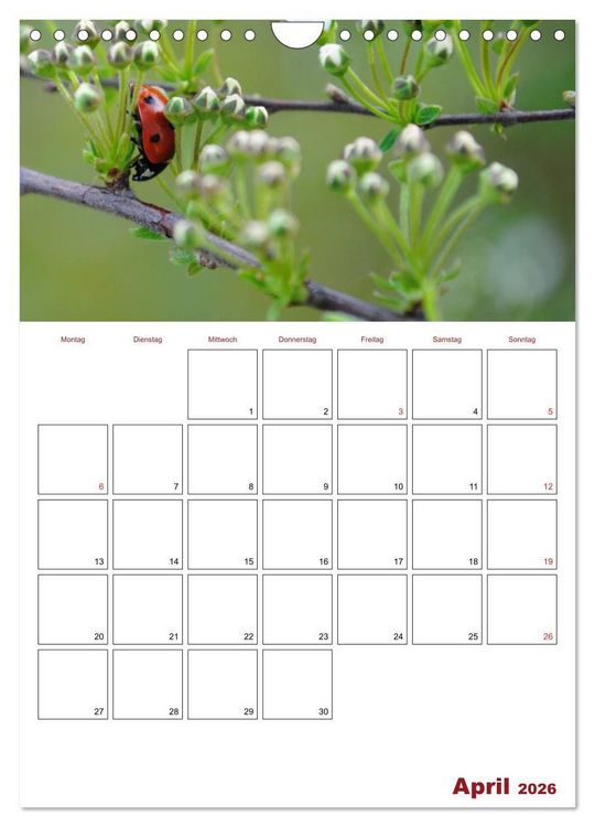 Produktbild: Marienk&auml;fergl&uuml;ck (Wandkalender 2026 DIN A4 hoch), CALVENDO Monatskalender