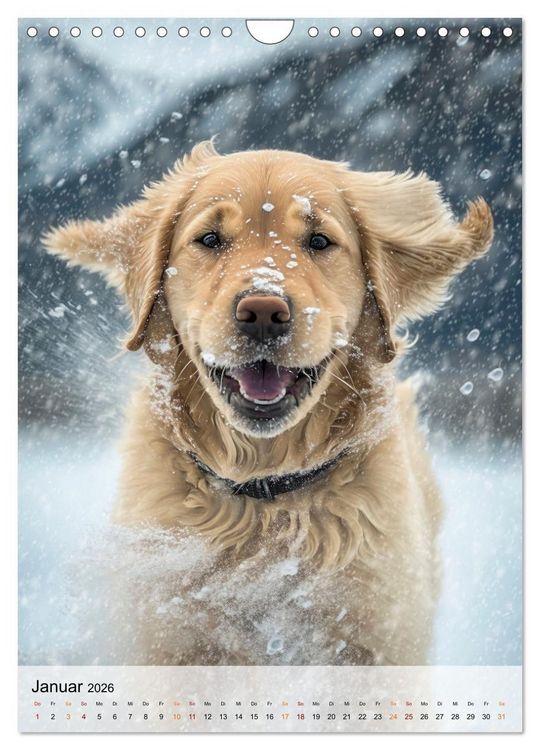 Produktbild: Golden Retriever - ein Hund f&uuml;r die Familie (Wandkalender 2026 DIN A4 hoch), CALVENDO Monatskalender