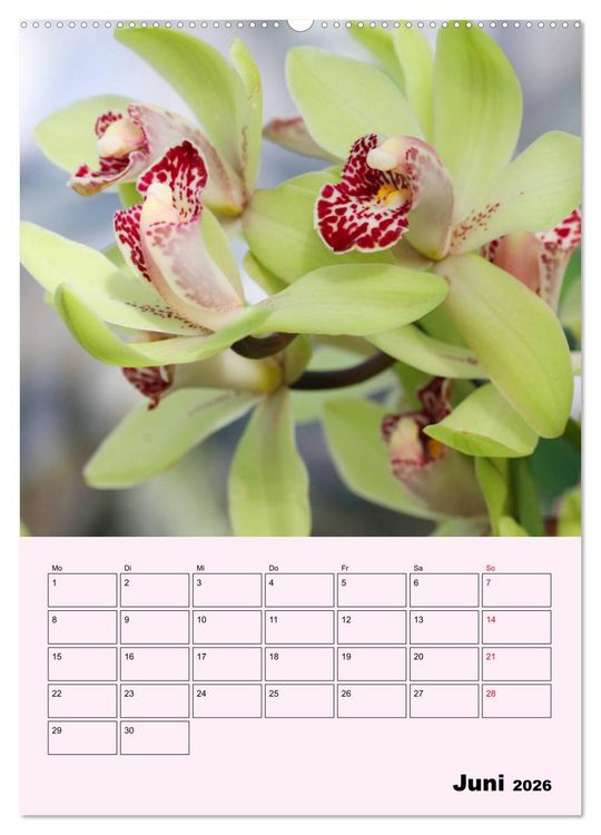 Produktbild: Orchideenliebe (Wandkalender 2026 DIN A2 hoch), CALVENDO Monatskalender