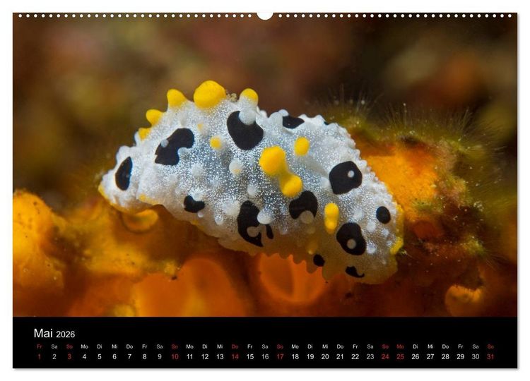 Produktbild: Unterwasserwelt Nacktschnecken (hochwertiger Premium Wandkalender 2026 DIN A2 quer), Kunstdruck in Hochglanz