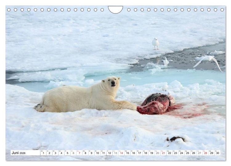 Produktbild: Eisb&auml;ren - K&ouml;nige der Arktis (Wandkalender 2026 DIN A4 quer), CALVENDO Monatskalender