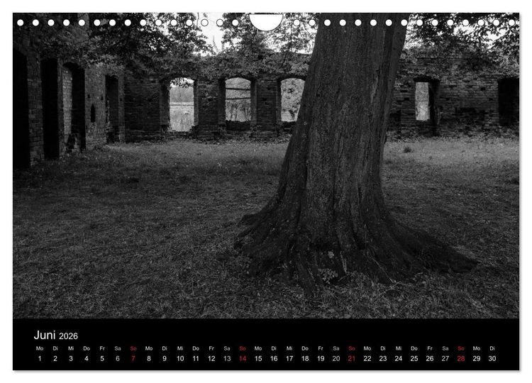 Produktbild: B&auml;ume trees 2026 (Wandkalender 2026 DIN A4 quer), CALVENDO Monatskalender