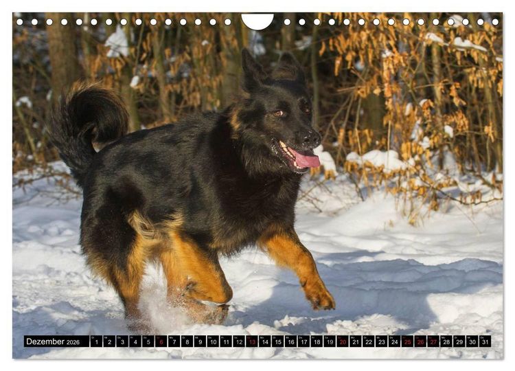 Produktbild: Altdeutsche H&uuml;tehunde - Fast vergessen (Wandkalender 2026 DIN A4 quer), CALVENDO Monatskalender